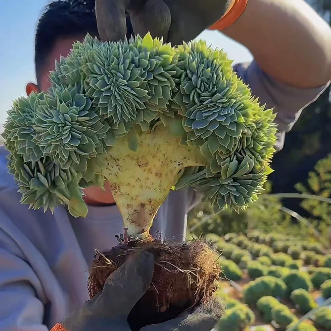 零花钱多肉 地栽三色堇缀化   葡萄架 多肉植物