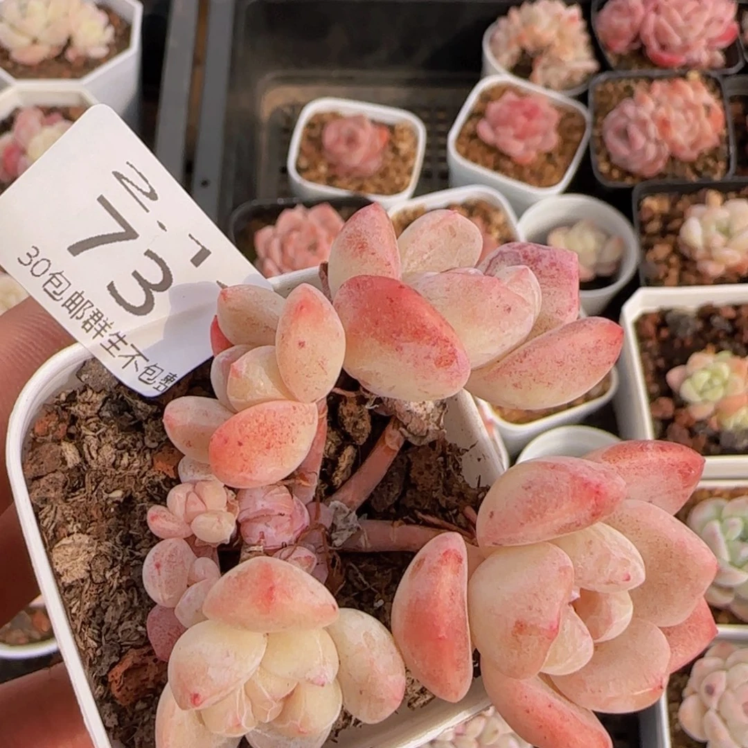 冰玉群一颗脱土发货