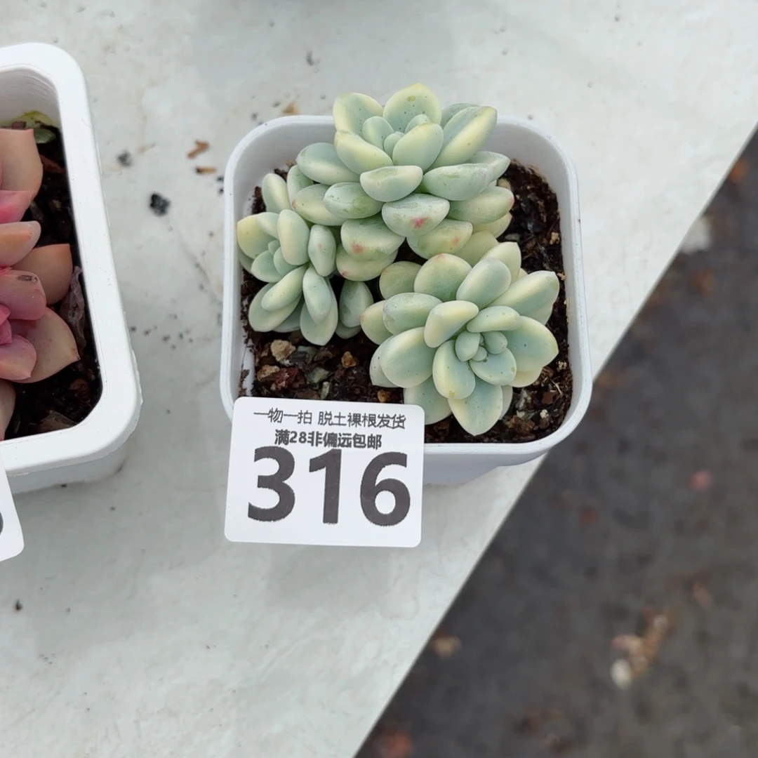 劳尔锦无盆土发货