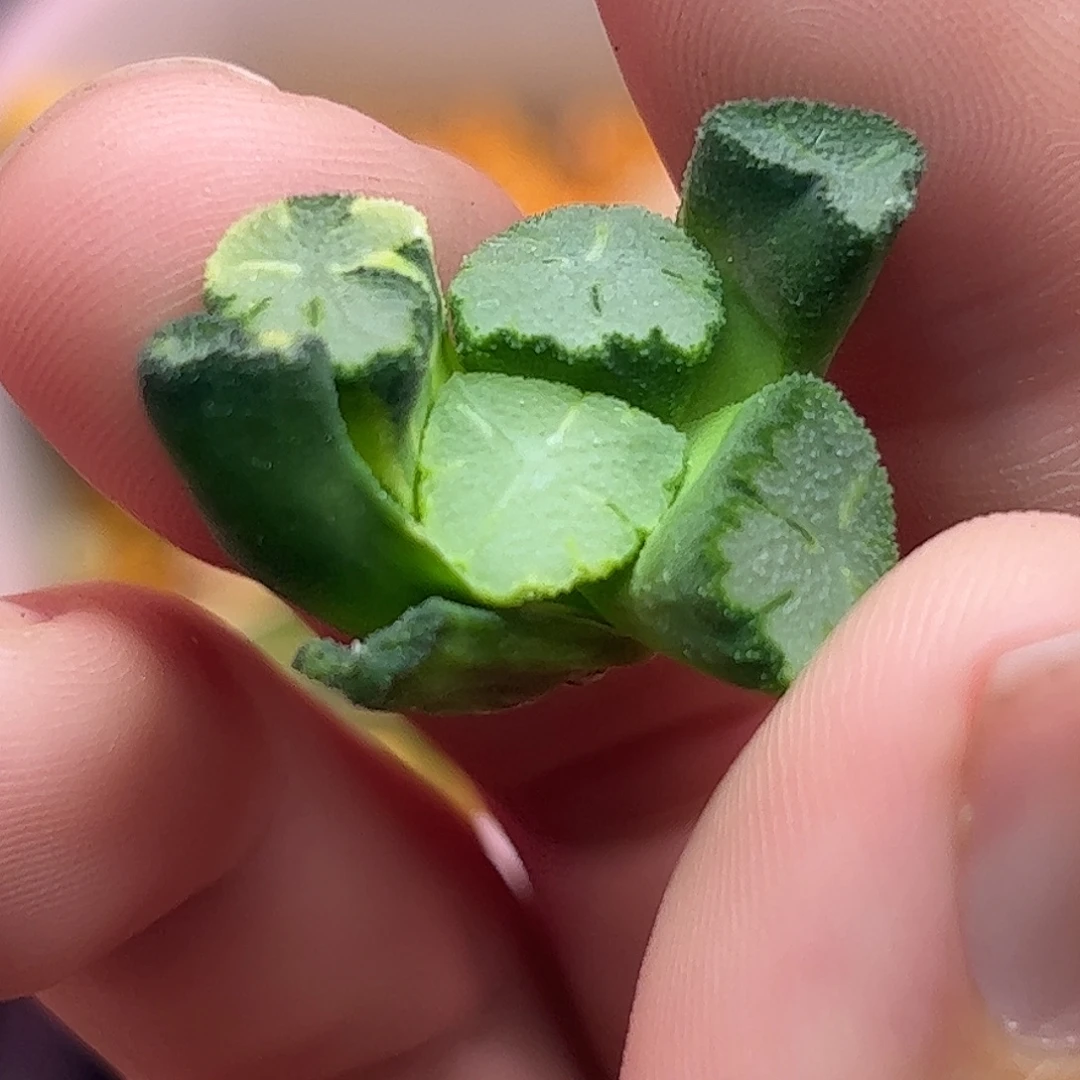 天照锦十二卷多肉775