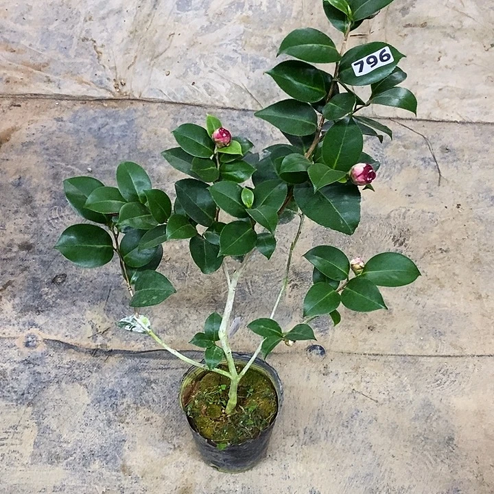 花佛鼎。茶花 796。