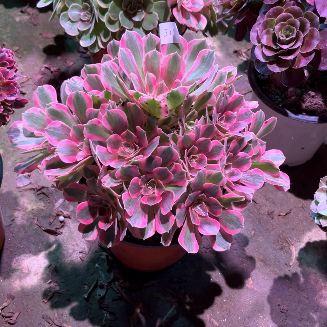 多肉植物女郎00521