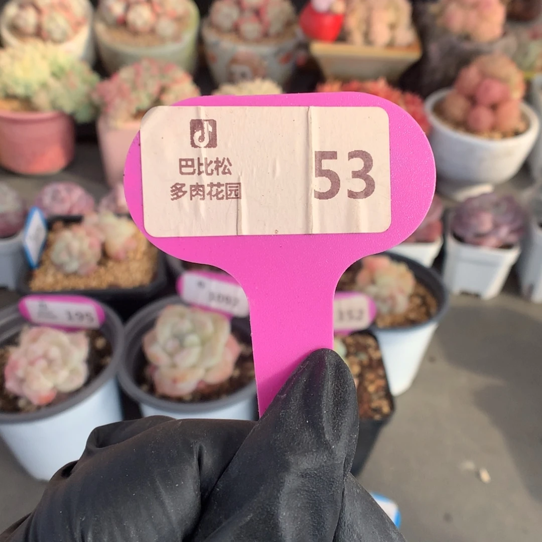 53 黄锦潜力股冰玉石化