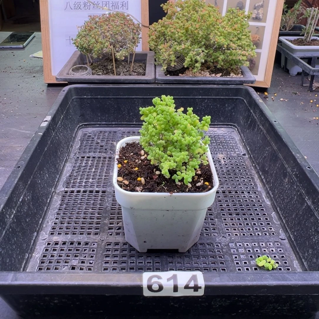 枝干番杏多肉植物614安