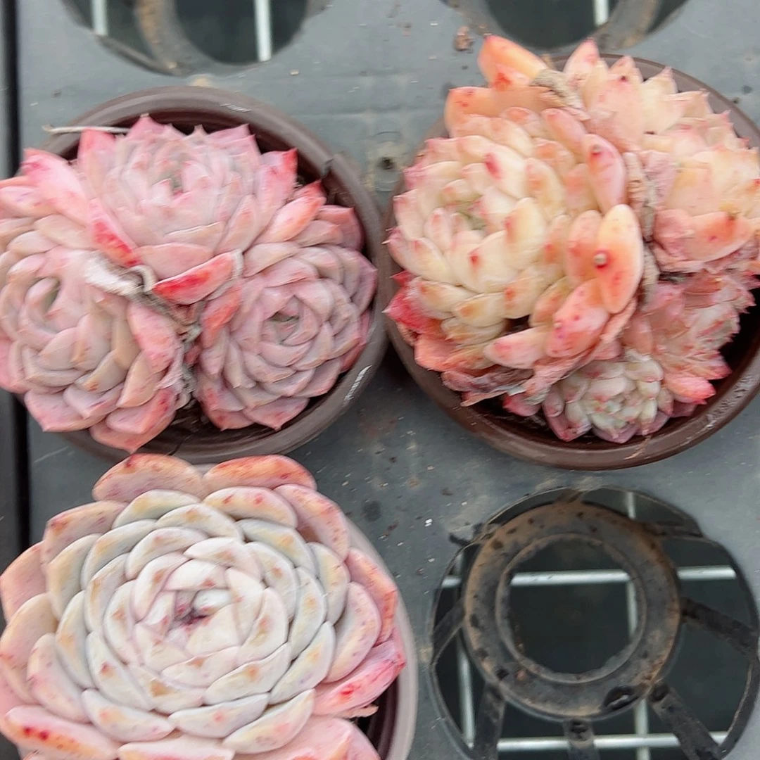 冰糖雪梨90杯三盆双头起