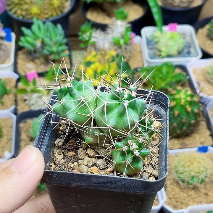 4头实生篝火虾群一颗