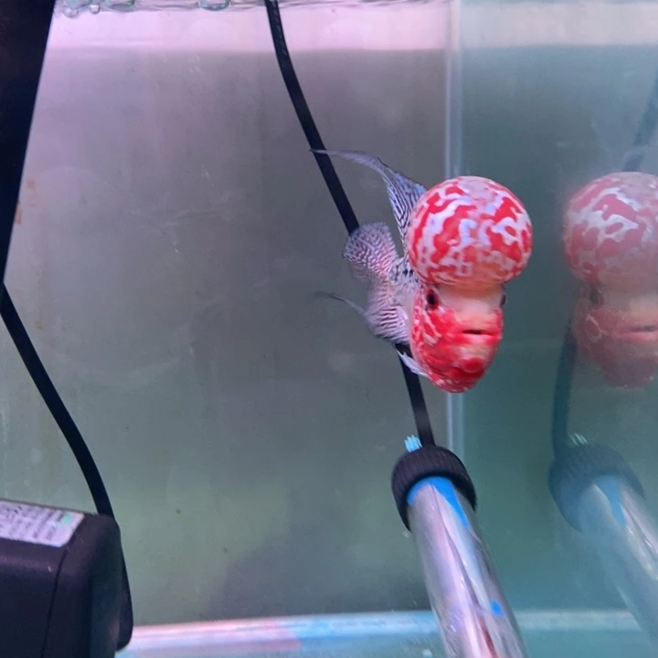 龙***湖罗汉鱼大发直播间专拍