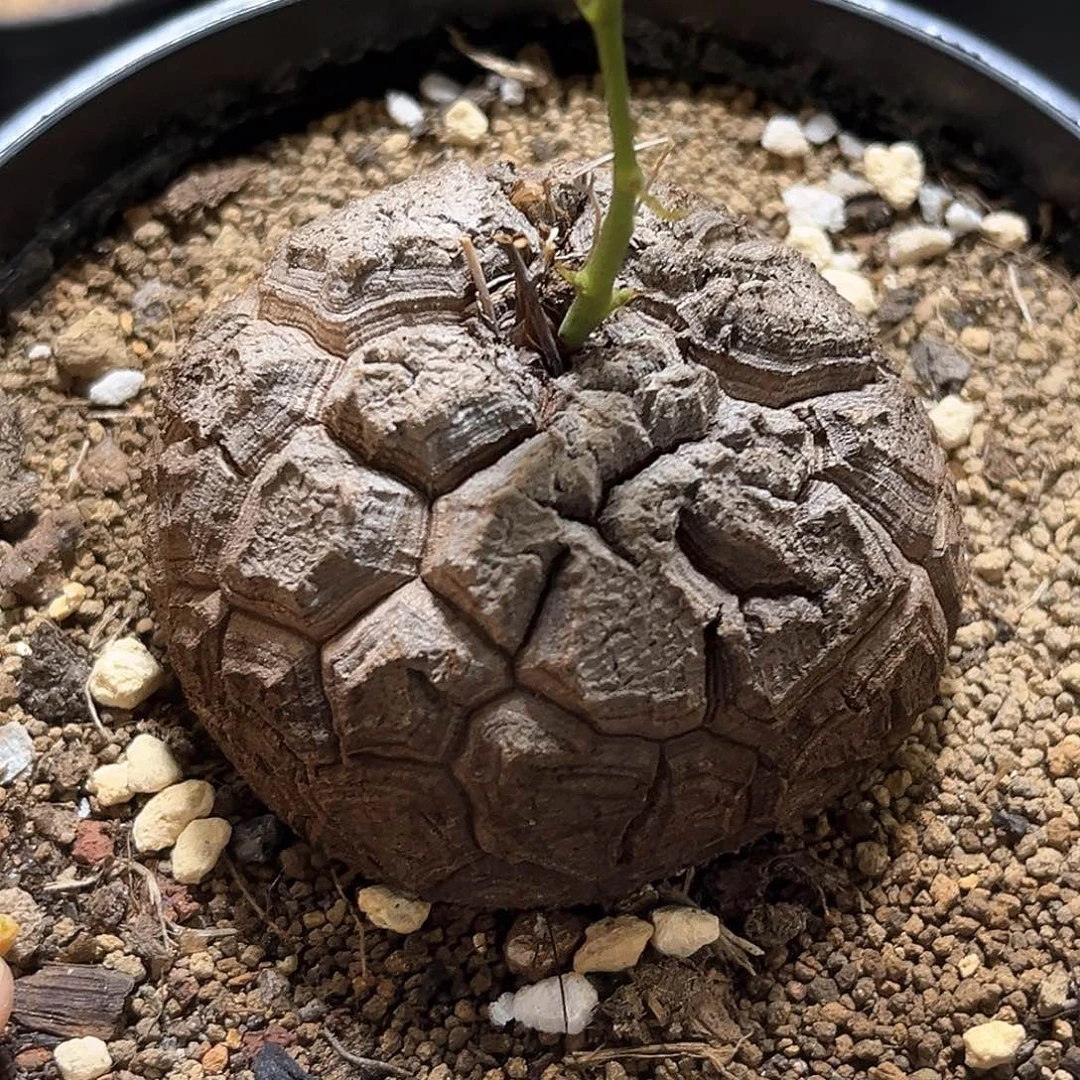潮流植物精品南非龟，均匀甲