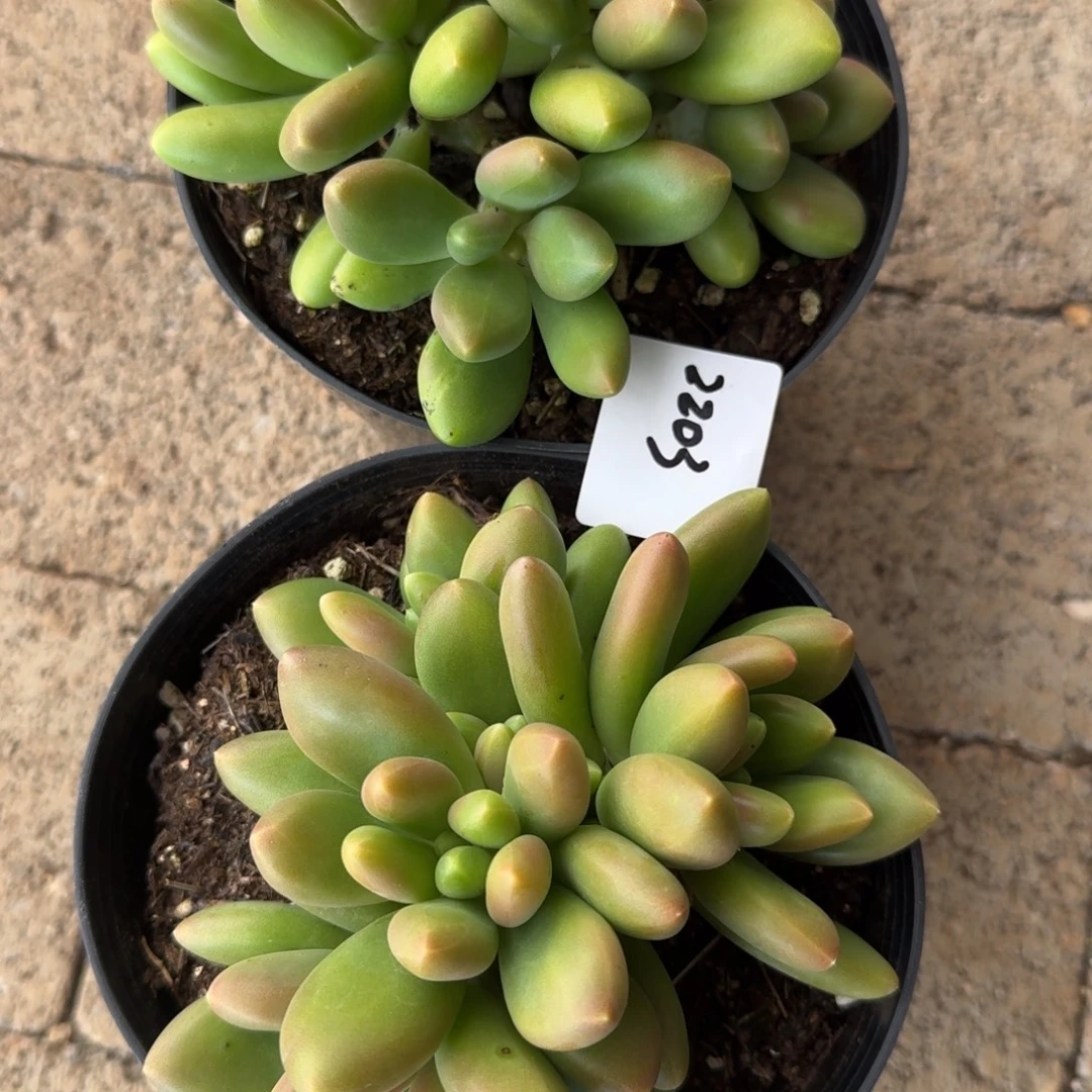 大****2203芒果奶凡艺多肉