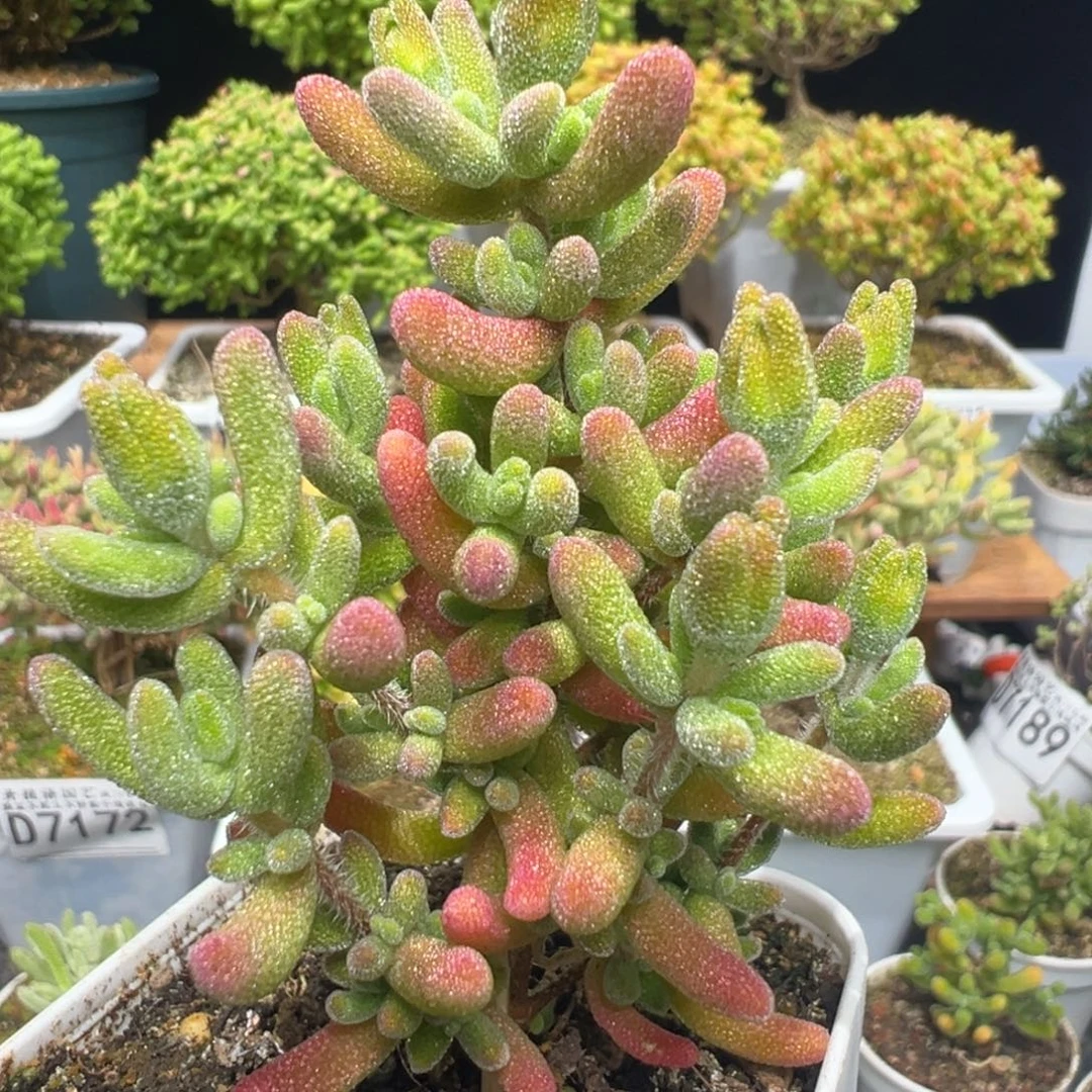 D7226红叶一物一拍