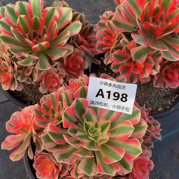 平***福198女巫不包生死