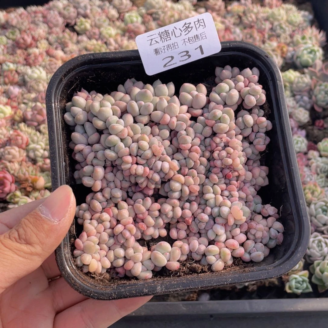 云糖心多肉植物231