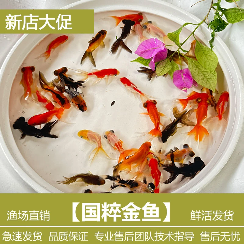 国粹小金鱼冷水鱼鱼鎏金龙睛金鱼淡水鱼可混养观赏金鱼苗活体鱼苗