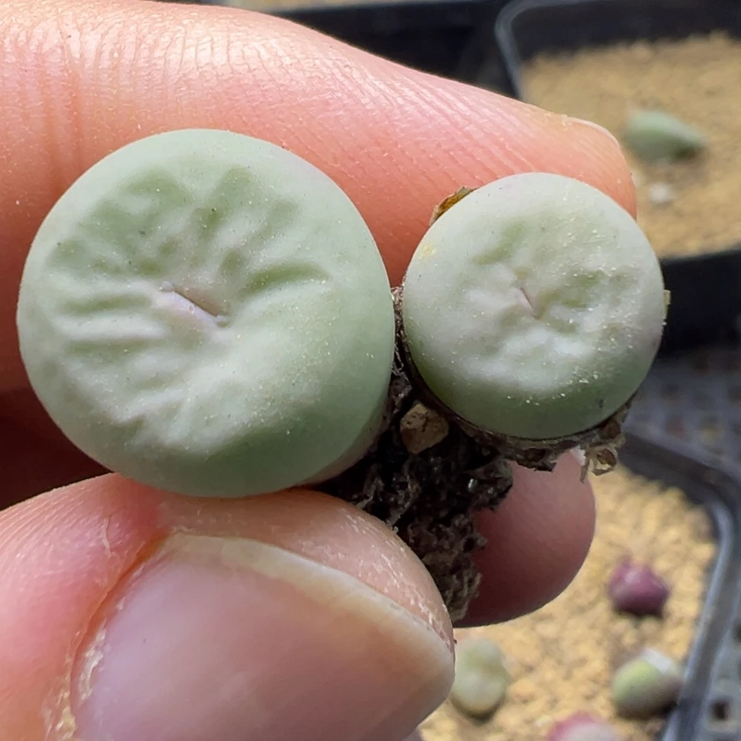 14-122肉锥多肉植物，