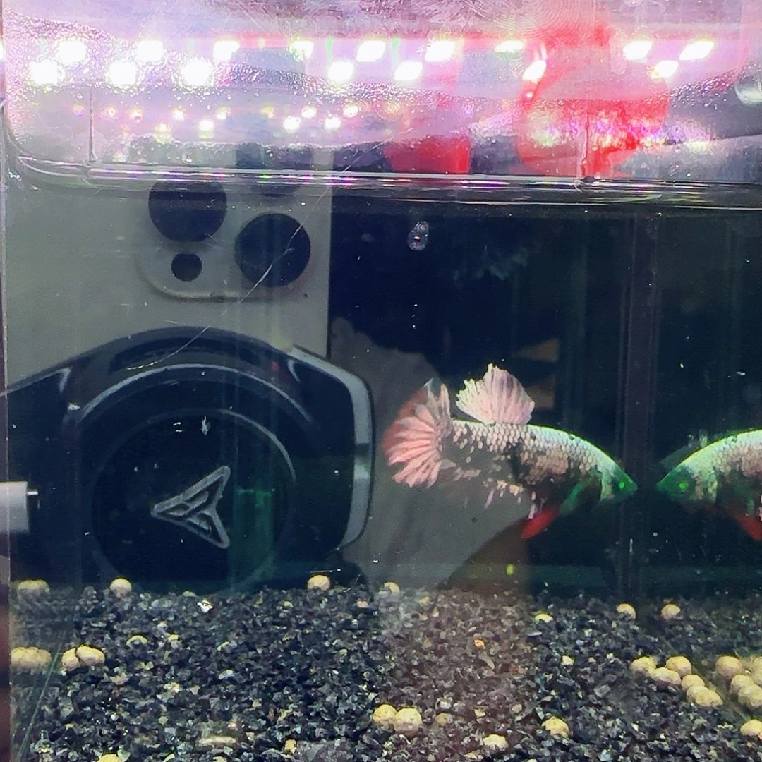 海水鱼斗鱼斗鱼斗鱼斗鱼