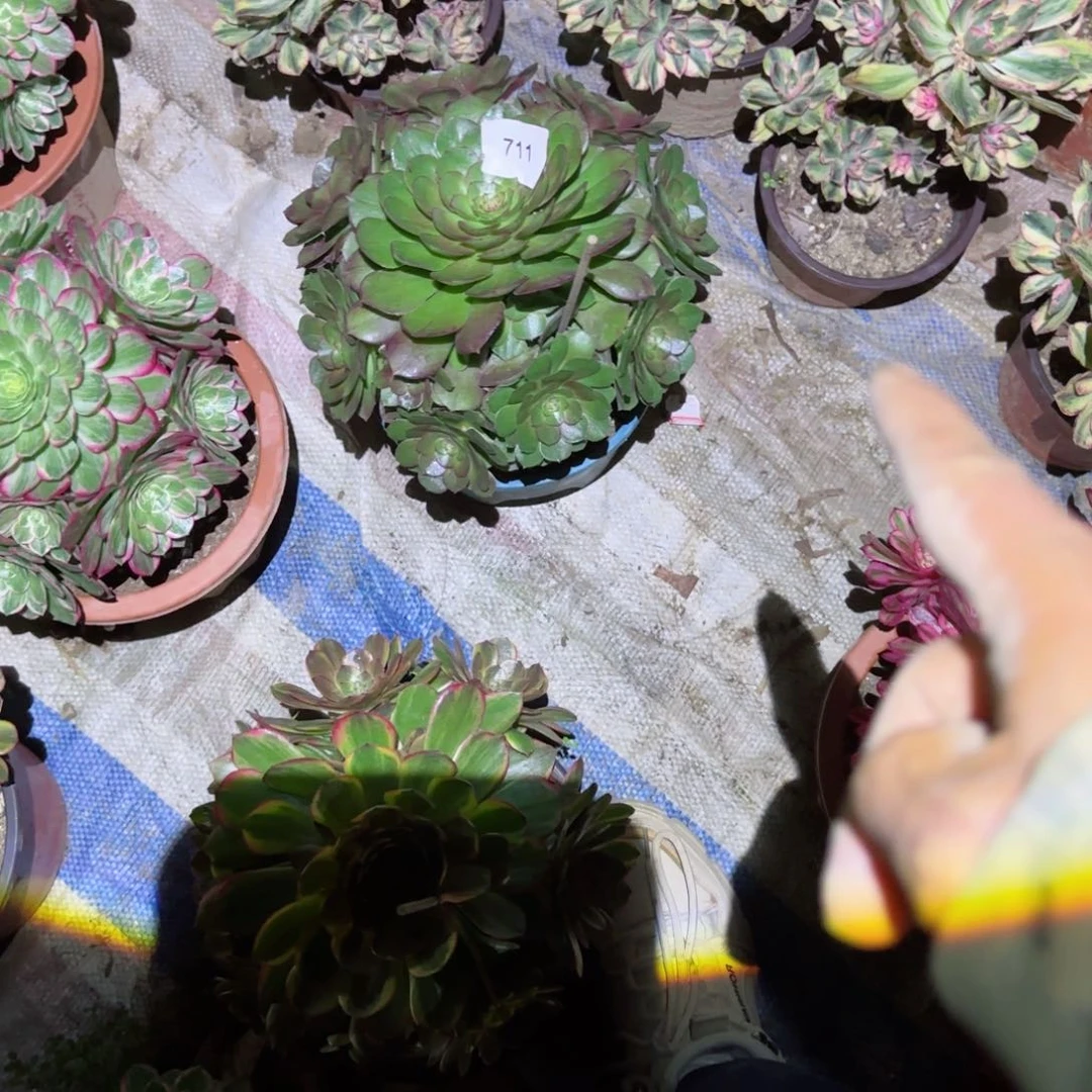 玫瑰法师多肉711