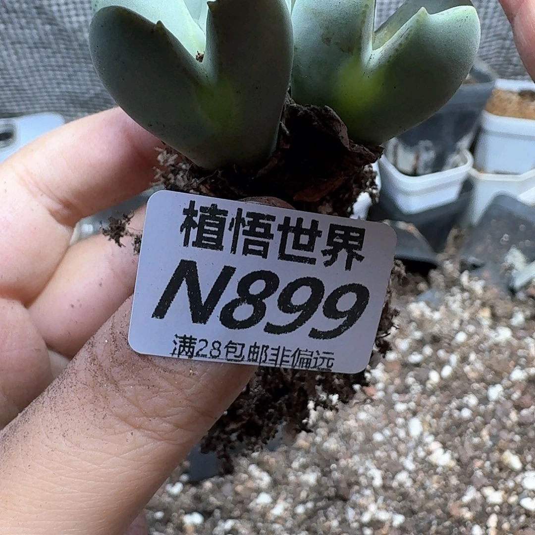 多肉植物的润泽风格