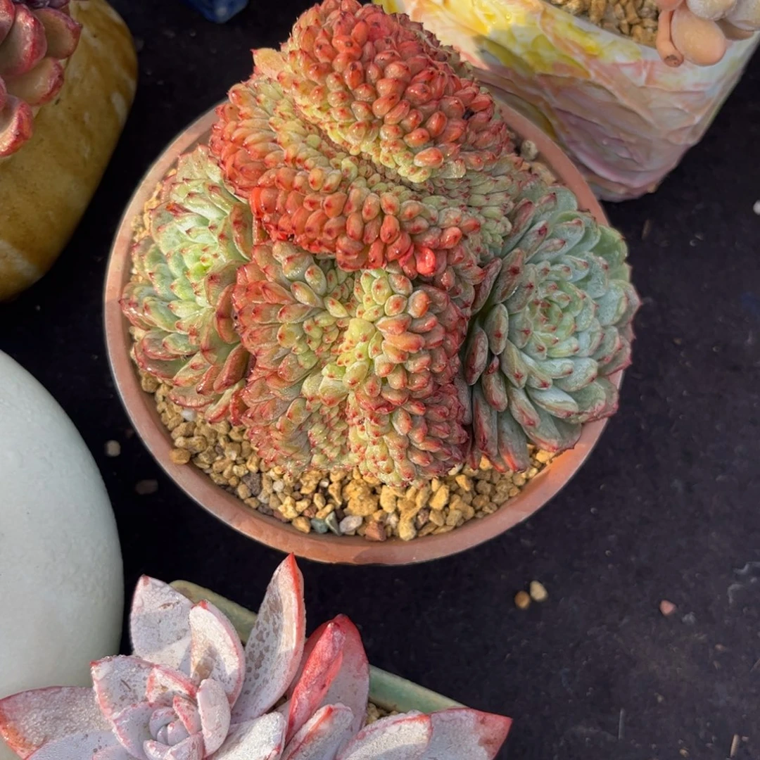 夏***军多肉植物1111111111