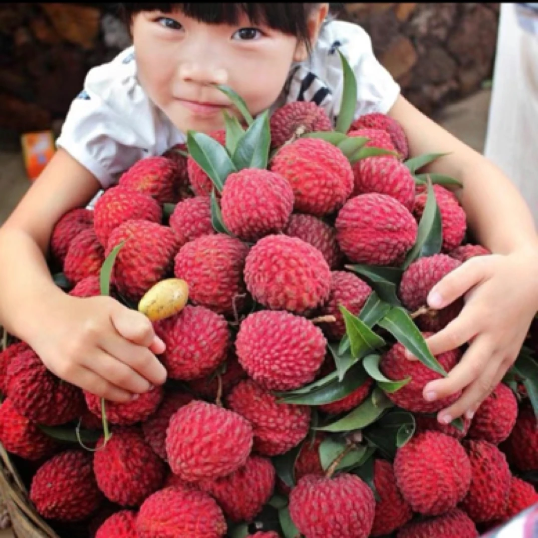 【现货】偏远地区海南荔枝王水果应季水果新鲜现摘现顺丰发直达包邮