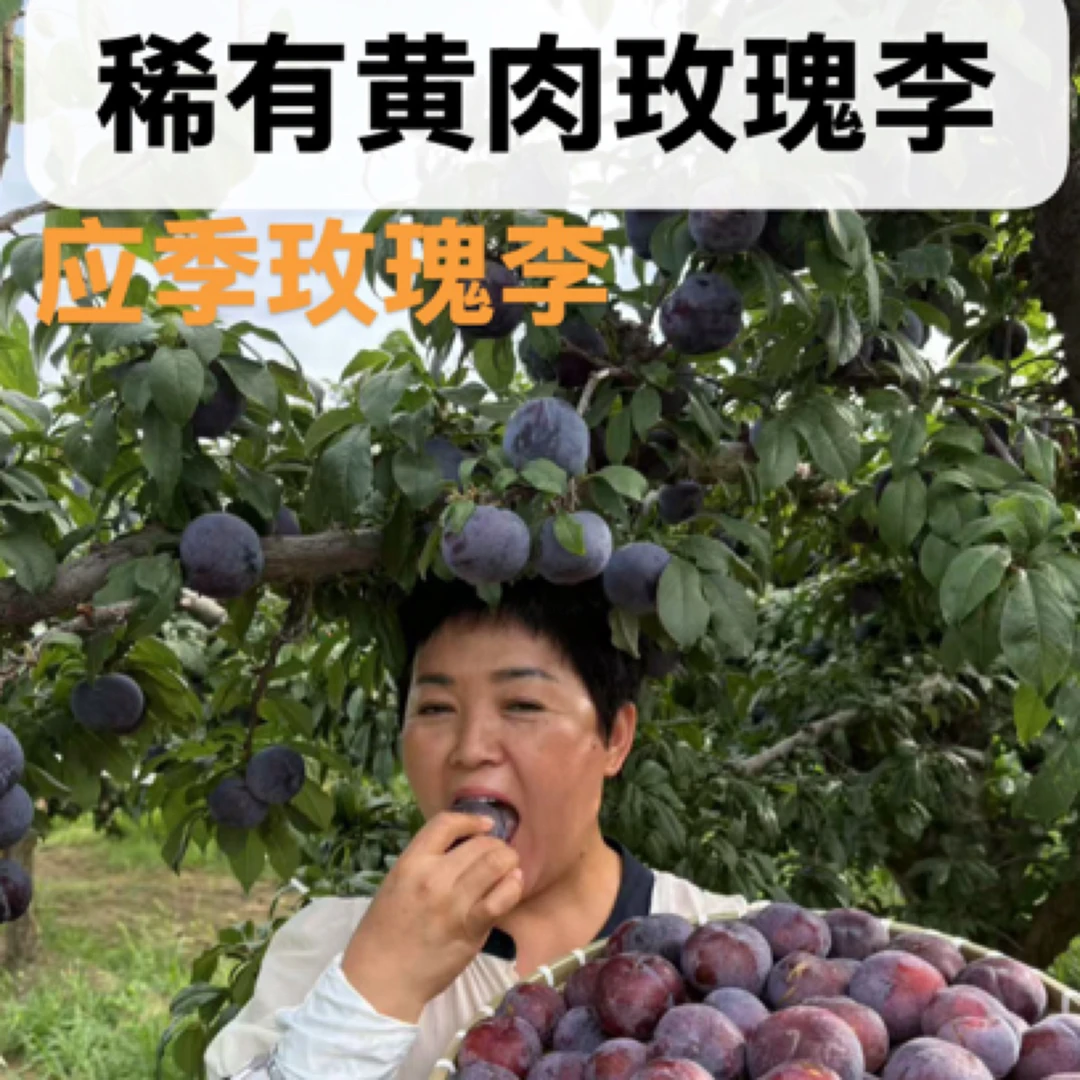 【放软纯甜】陕西稀有蓝宝石紫玫瑰树上熟味道纯正香甜4.5斤包邮
