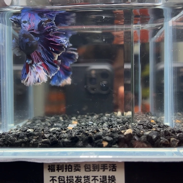 斗鱼竞拍跑单拉黑79日131