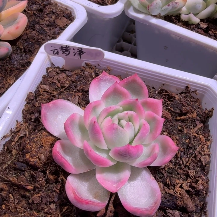 云梦泽东云锦多肉植物