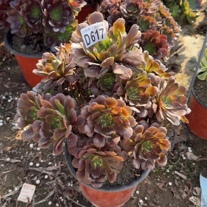 烟花……多肉植物……