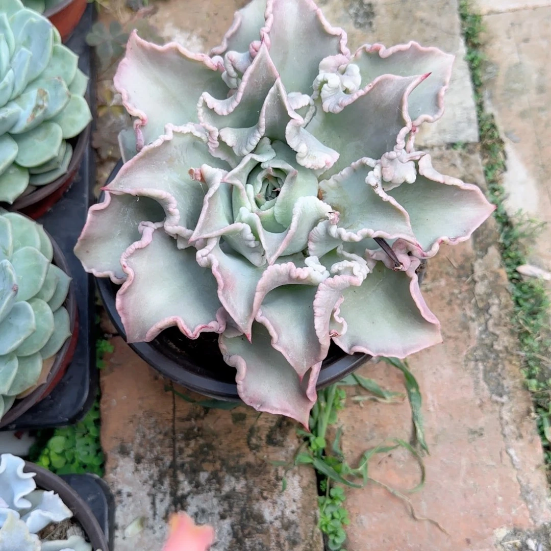 一**悔红饺子皮小号单头多肉植物