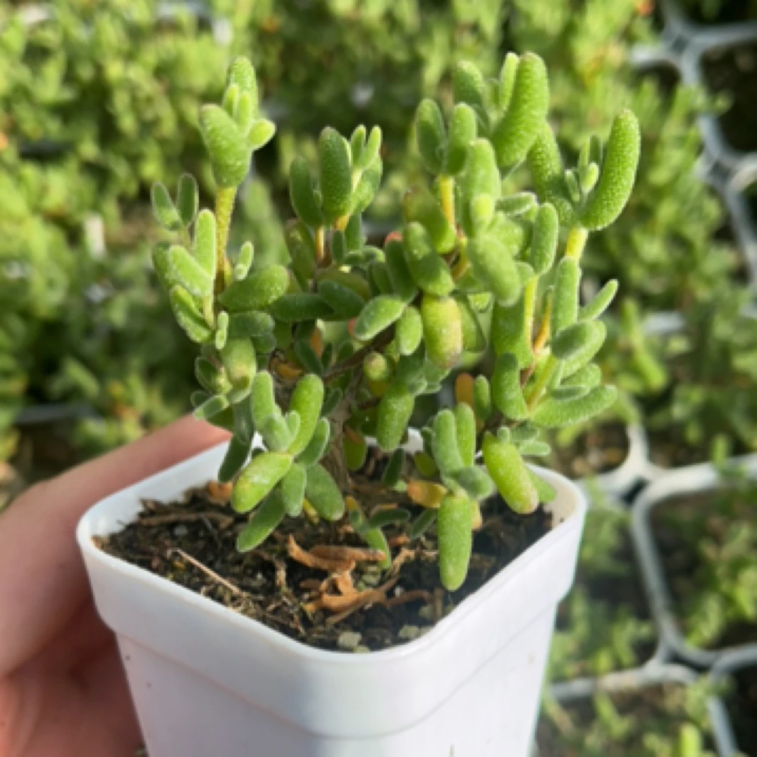 糖球枝干番杏一盆多肉植物