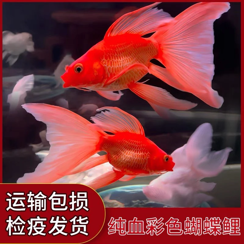 纯种红色短身球体大鳍大尾蝴蝶鲤冷水观赏鱼苗活体