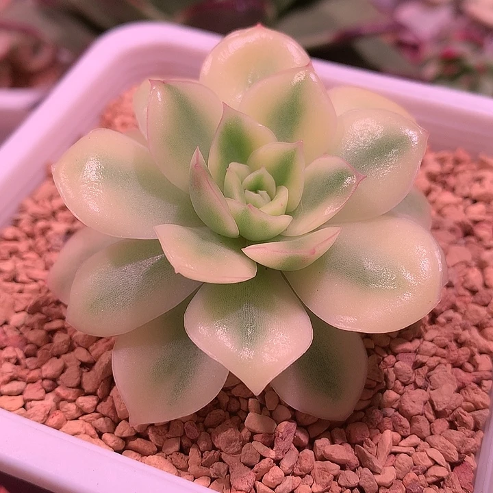 不知名锦锦锦锦锦锦锦