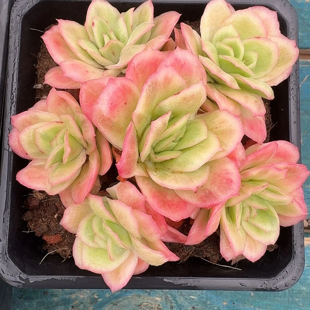 从前慢多肉编号冰玫瑰锦小号