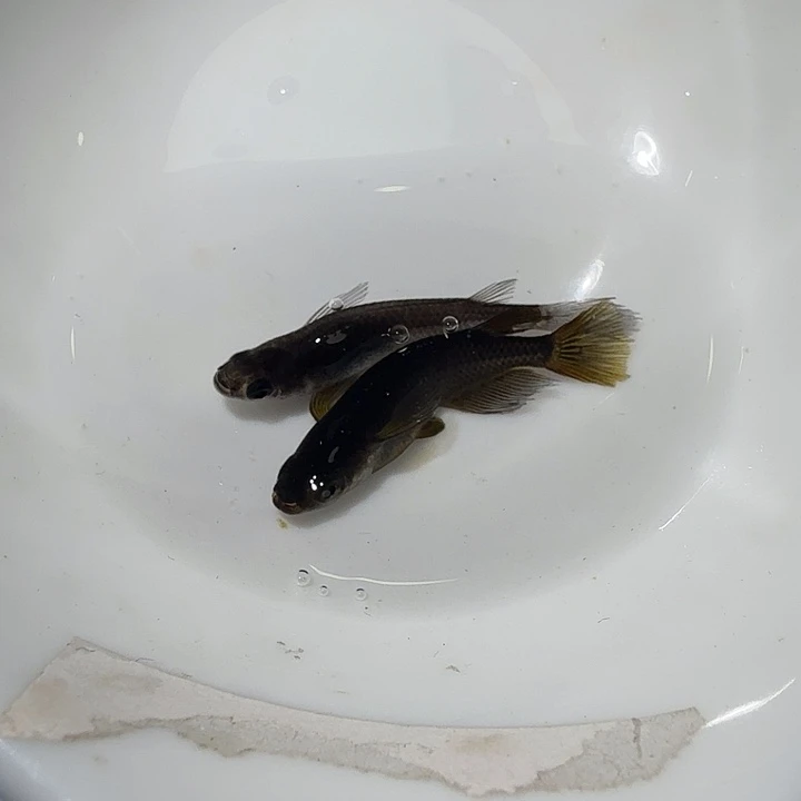 青鳉鱼1号拍品长鳍大蛇