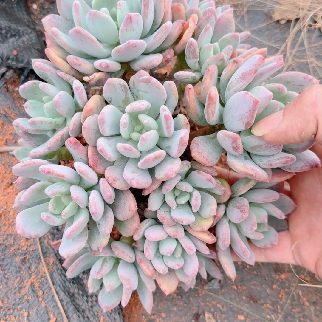 这个我都想了好久都不会用微