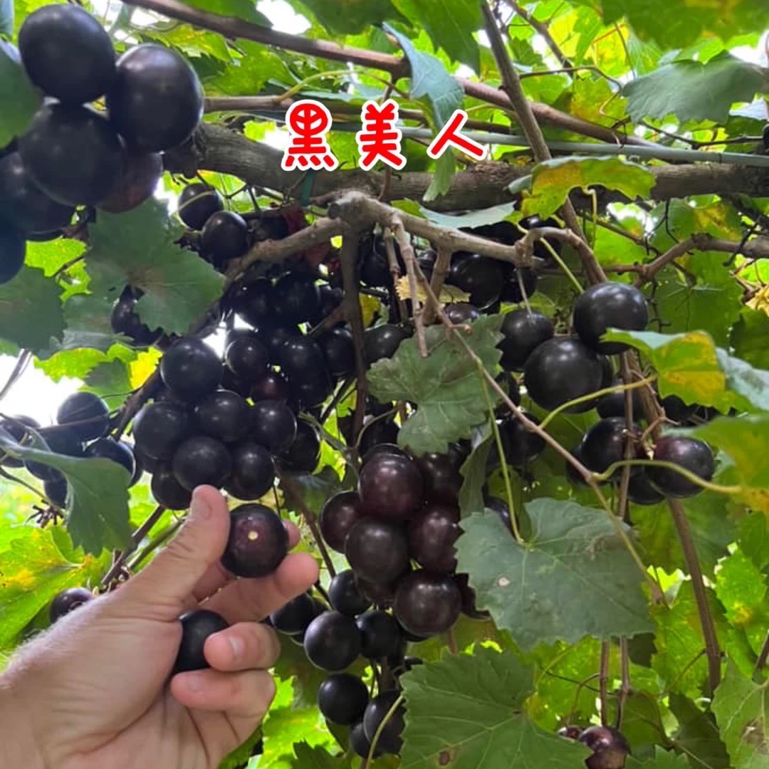 圆叶葡萄苗黑美人麝香葡萄懒人葡萄庭院盆栽果树原盆发货古桩农业
