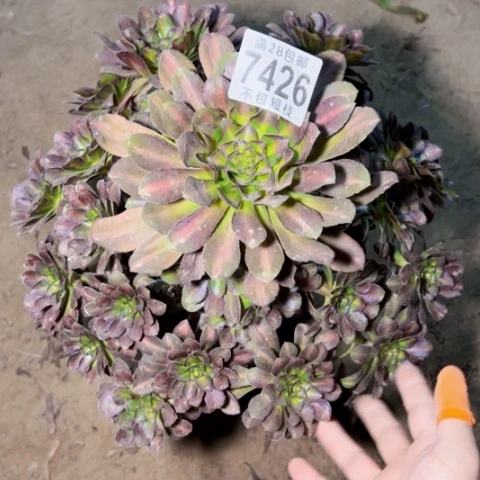 永***独7426爱马仕中斑多肉植物法师