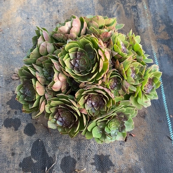 万拉丝16多肉植物法师法师