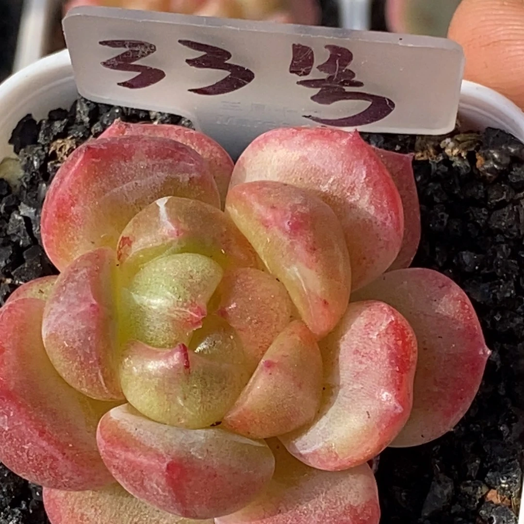 天官赐福百无禁忌