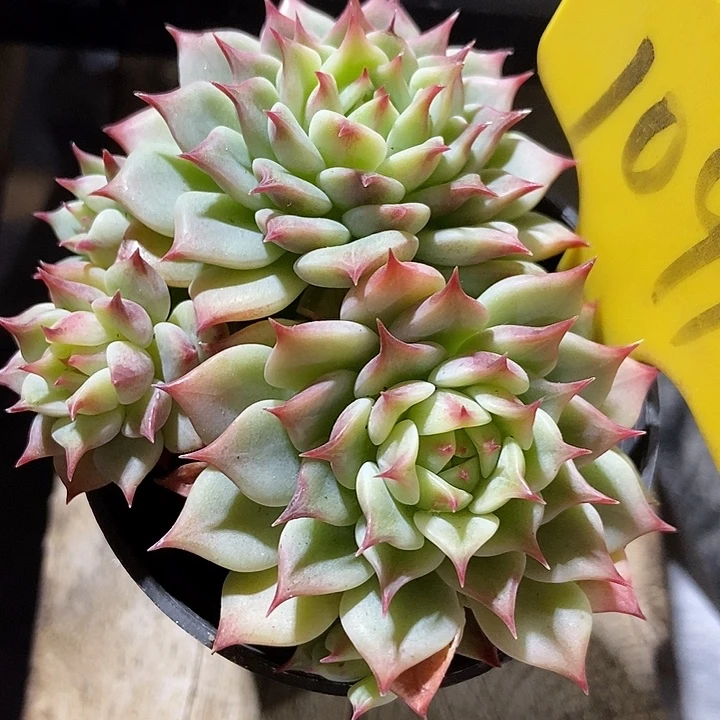 多肉植物蓝眼睛1091