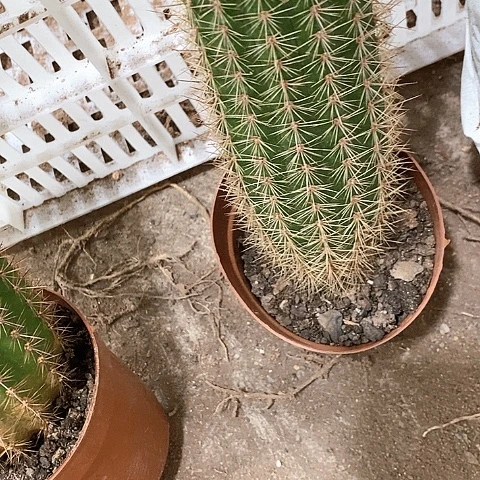 大毛花，高15公分左右