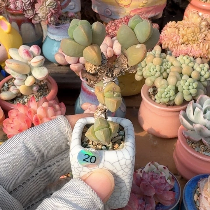 20 多肉含盆土 满30元包 除偏远