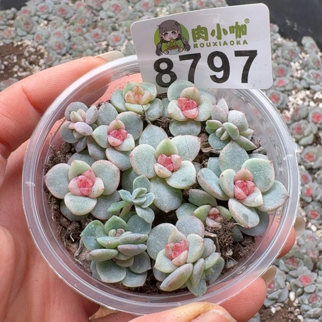 多肉植物多肉植物