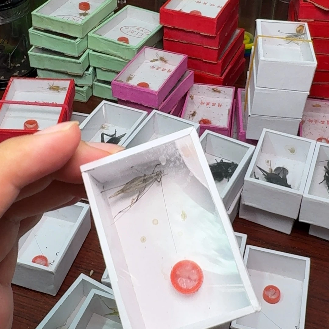 紫竹蛉1只。