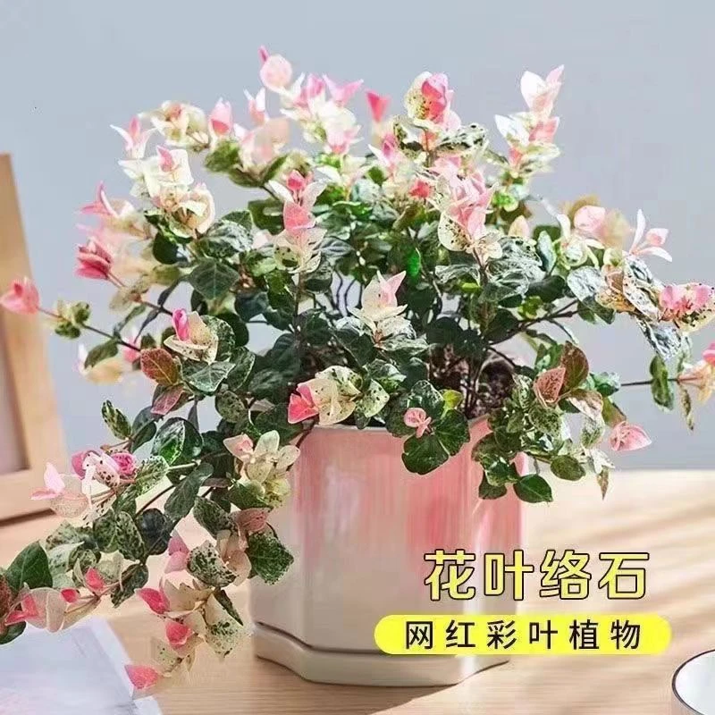 花叶络石盆栽四季垂吊耐热耐寒适合庭院阳台的绿植花卉