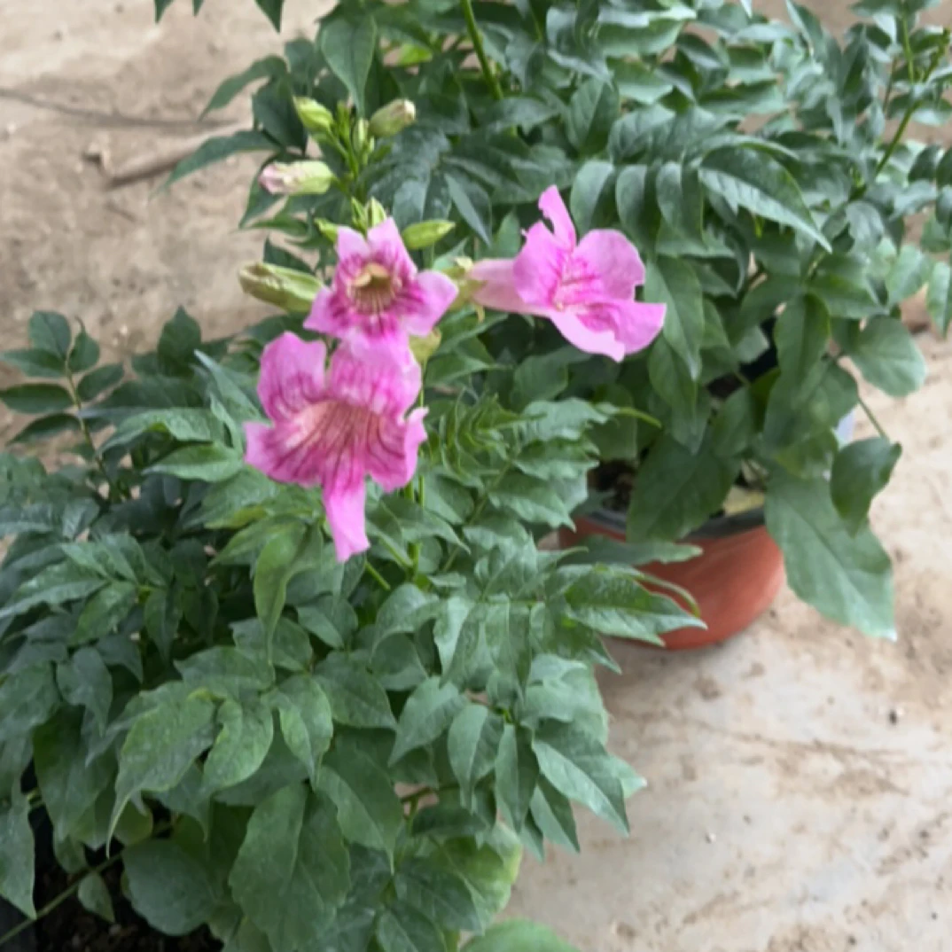 粉色凌霄花带花苞发货
