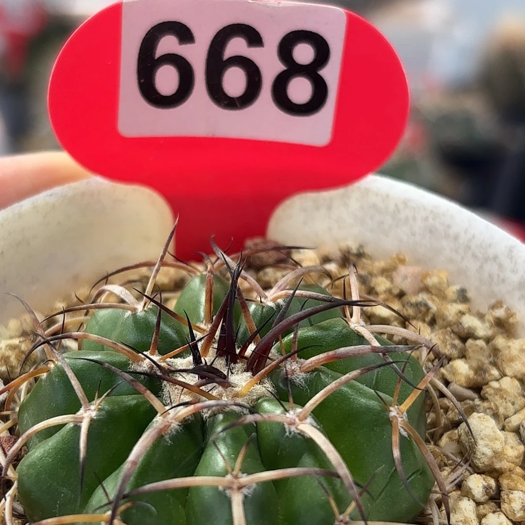 仙人球实生圆盘玉