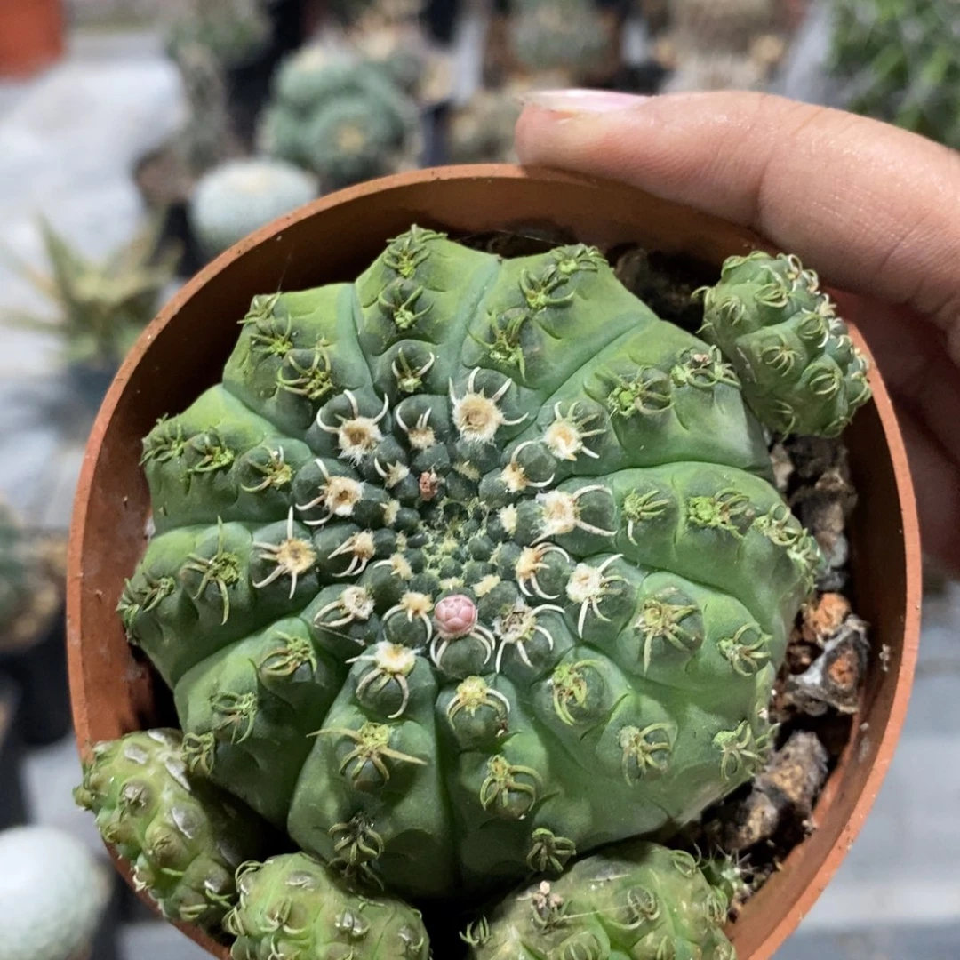 【闪购商品】瑞昌玉