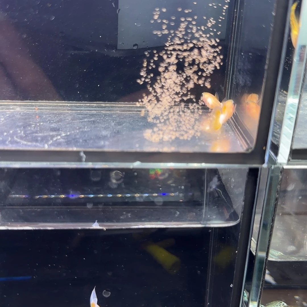 孔雀鱼粉猫幻彩一对