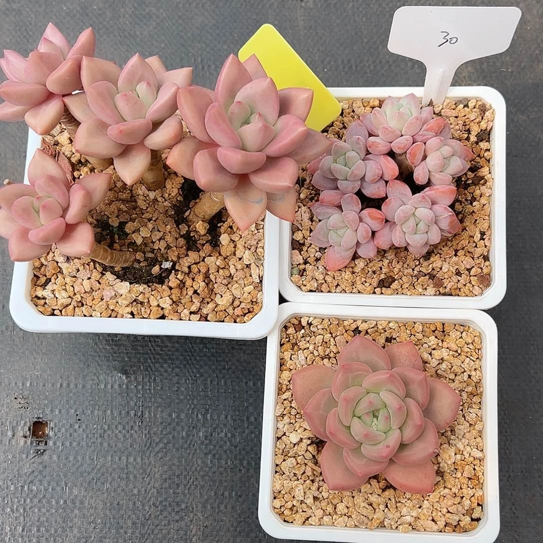 南**330、v vv b b h b