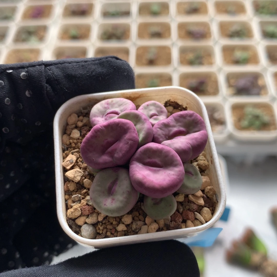 ?****?a003红嘴母本ry1968